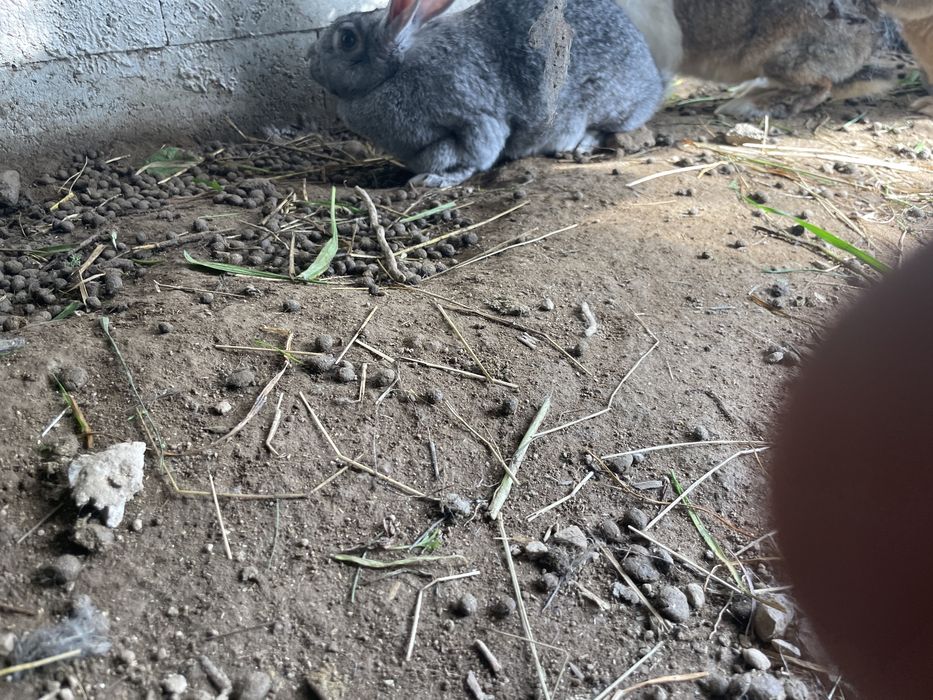 Coelhas adultas prenha