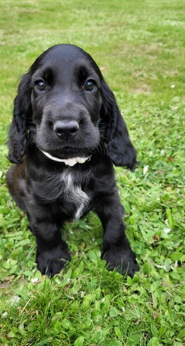Cocker spaniel angielski gotowy do odbioru