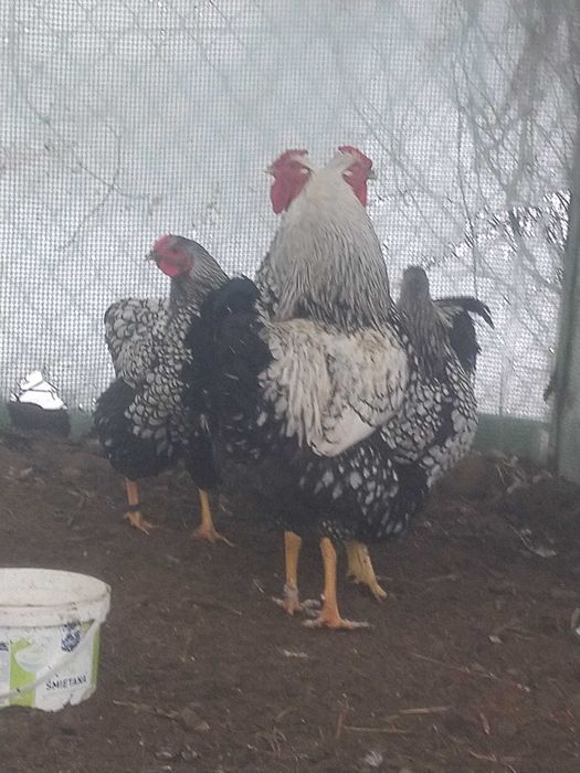 Jaja Lęgowe Wyandotte Srebrnołuskowane