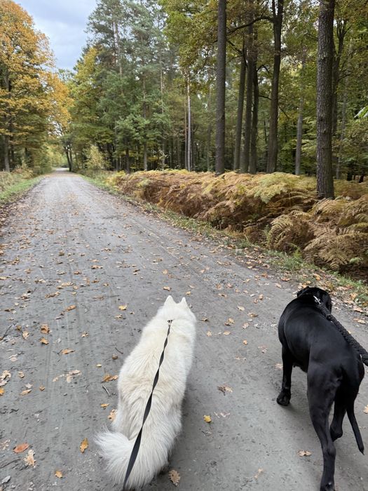 Domowy hotel dla psów, petsitter, opieka nad psem