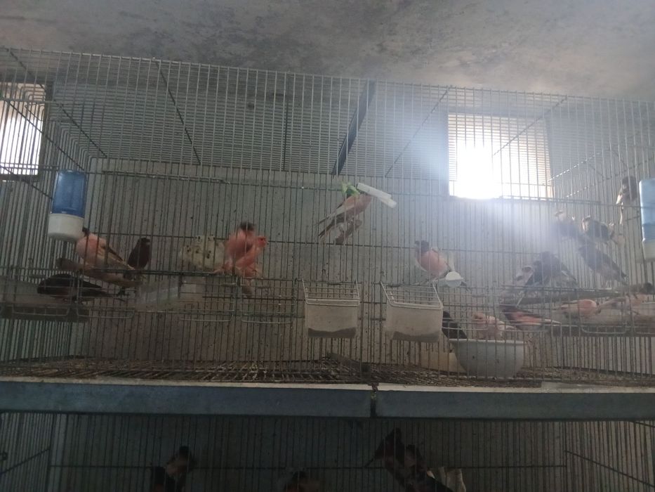 Canarios de bom porte