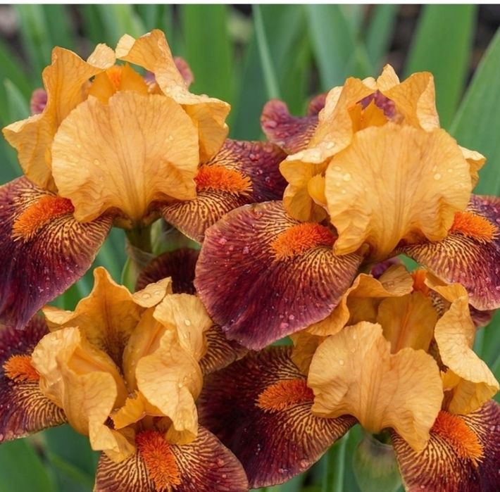 Іріси високорослі та карлікові