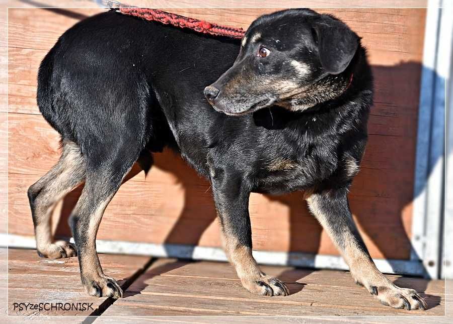 Samson - tak bardzo chce zostać Twoim Przyjacielem