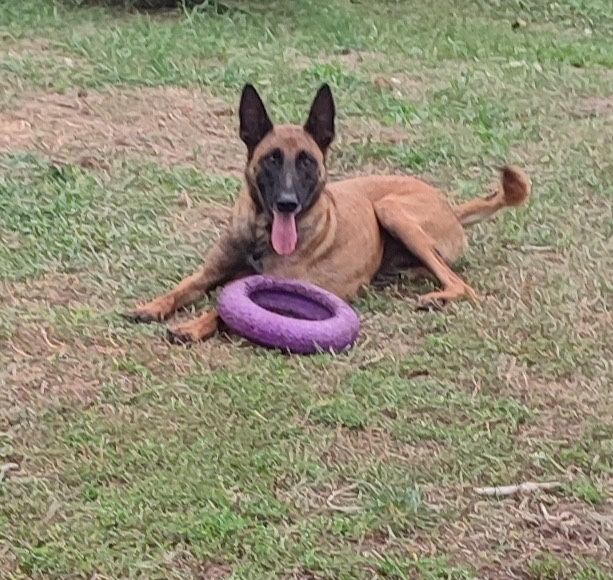 Малинуа щенки бельгийская овчарка