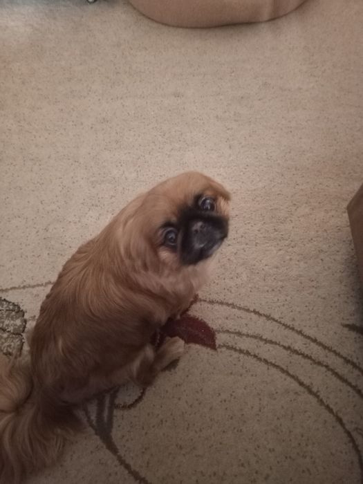 Карликовий пікінес дівчинка шукає хлопчика