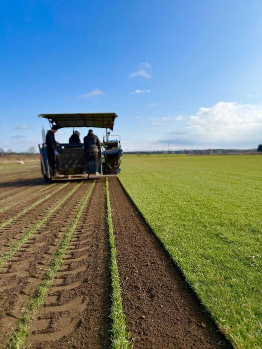 Trawa z rolki od PRODUCENTA | świeża darń | dostawa cała Polska