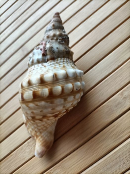 Búzio do mar decoração