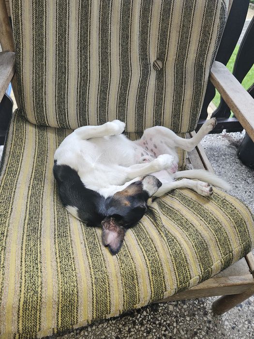 Pies z rodowodem Jack russell terrier