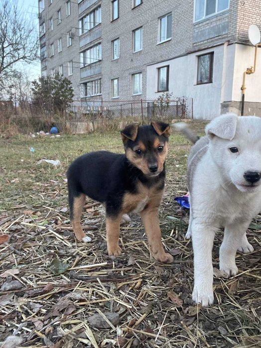 Віддамо безкоштовно цуценят