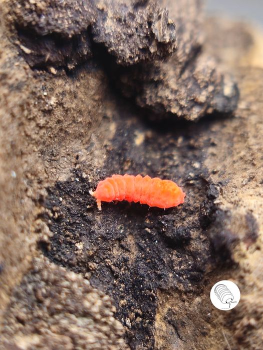 Yuukianura aphoruroides (pomarańczowe skoczogonki) 100szt