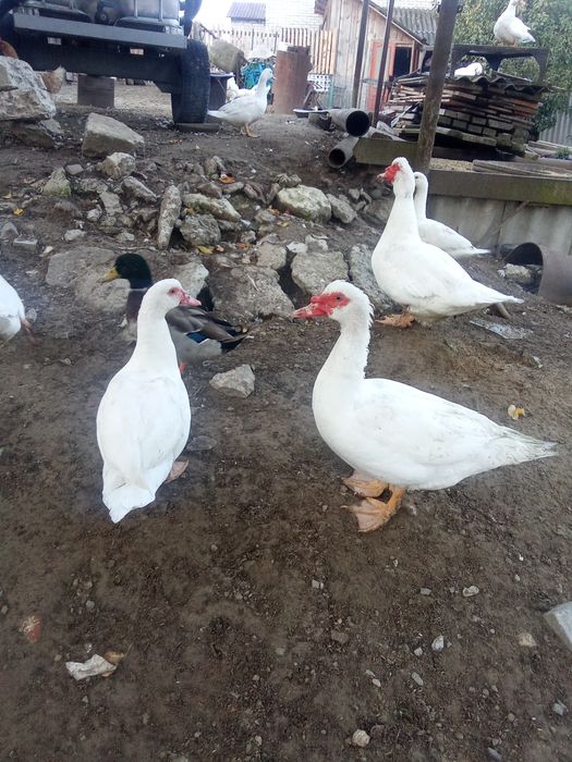 живність на продаж