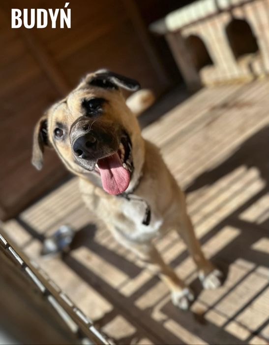 Duży, łagodny, młody pies, 1p miesięcy, adopcja za darmo oddam