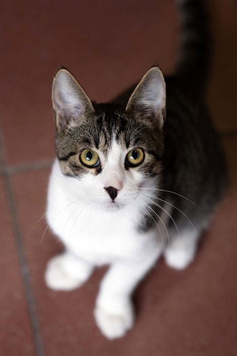 4 miesięczny kot do adopcji