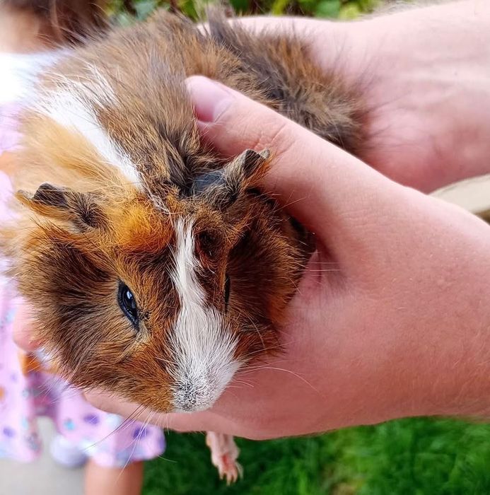 Przepiękne świnki morskie!