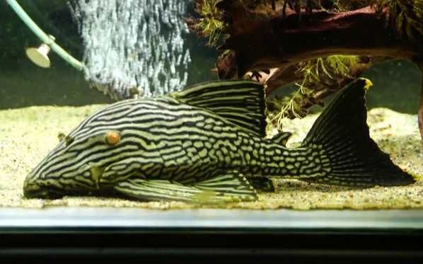 Zbrojnik L190 - Glonojad czarnopasy do akwarium | Hodowla Łajski