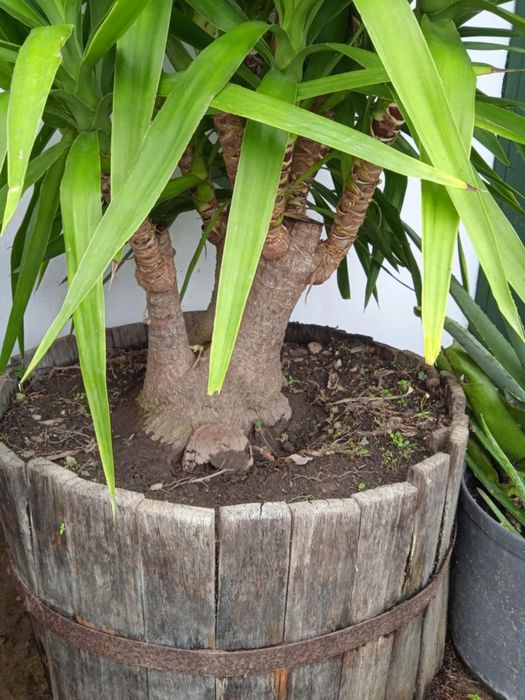 Vendo yuca grande, bonita para jardim