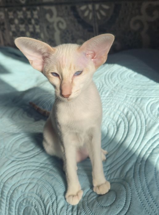 Сіамоорієнтальна дівчинка