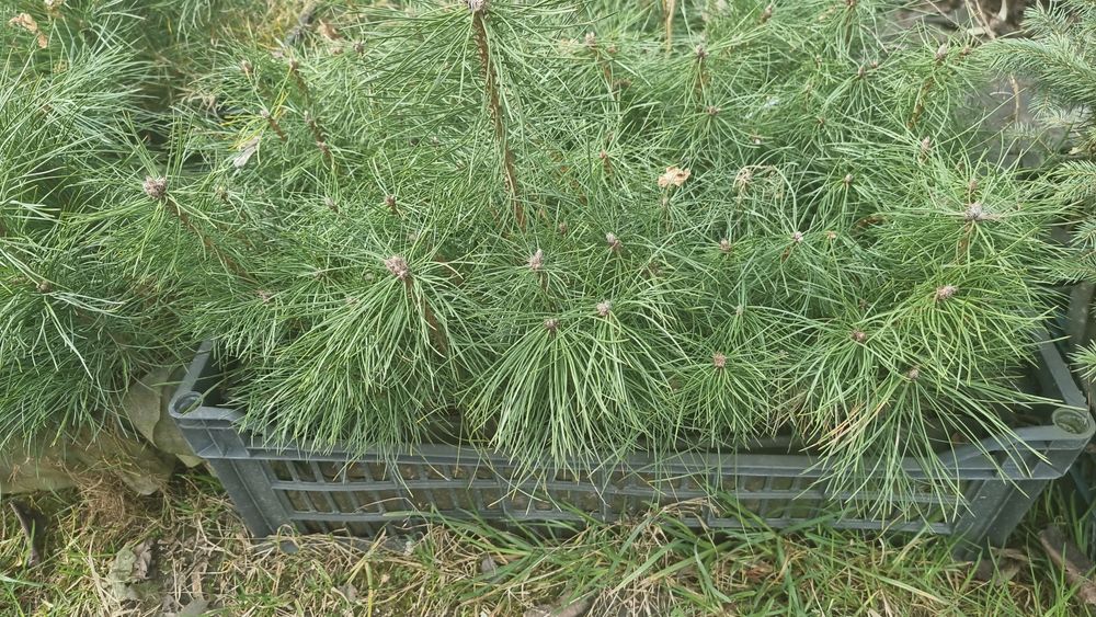 Сосна Гималайская  Сосна Черная сосна Пандеросса