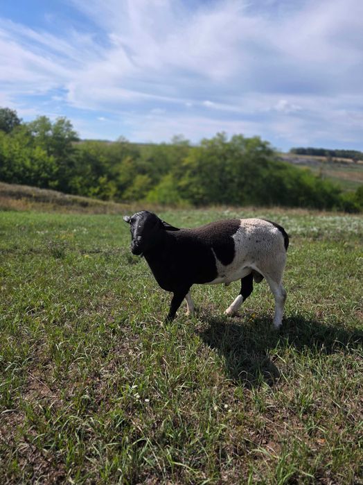 Баран кросс дорпер на племя