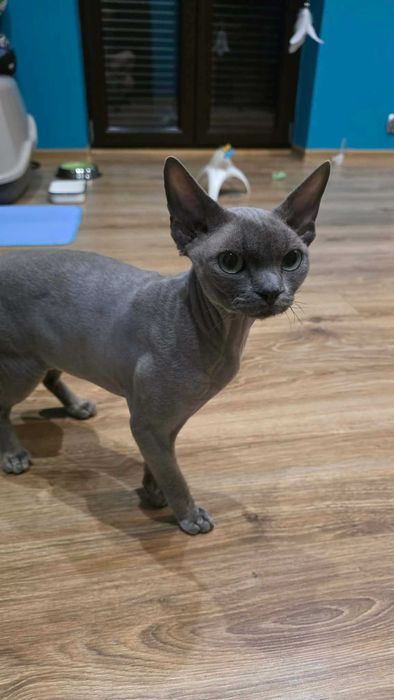 Niebieski miziasty kocurek Devon rex, szuka kochającego domu