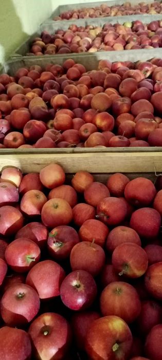 Jabłko jabłka różne odmiany