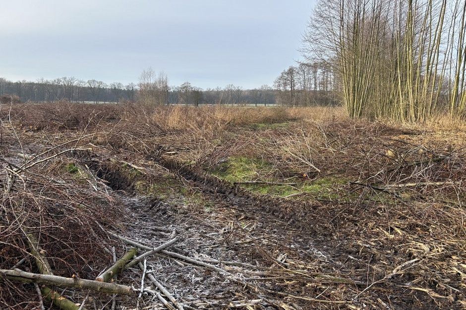 Wycinka drzew i samosiej
