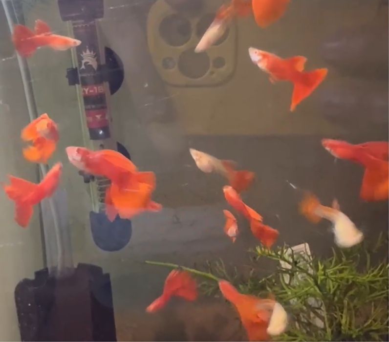 Guppy Full Red Albino Big Dorsal (e outros)