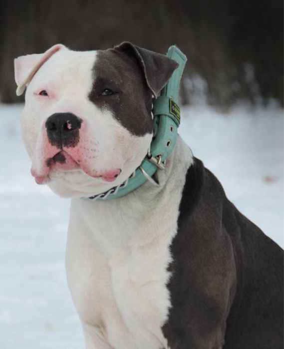 Вʼязка Амстафф блакитний