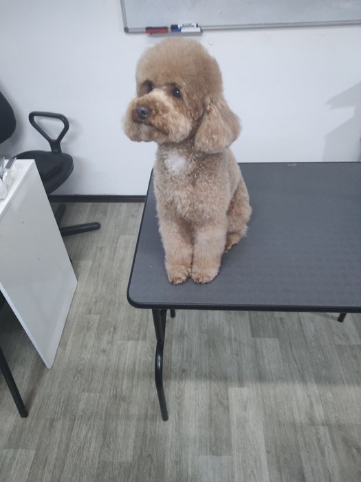 Грумер ліцензований.