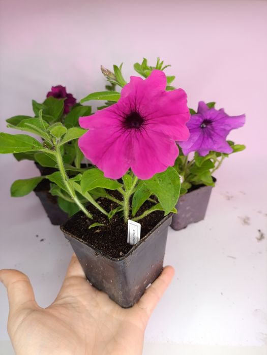 Petunia Wave różowo fioletowe