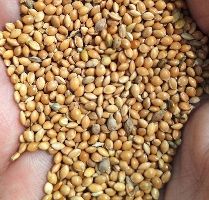 Proso żółte 10 kg. Pokarm dla papug