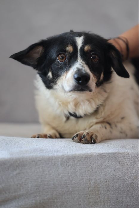 Do adopcji sunie i piesek