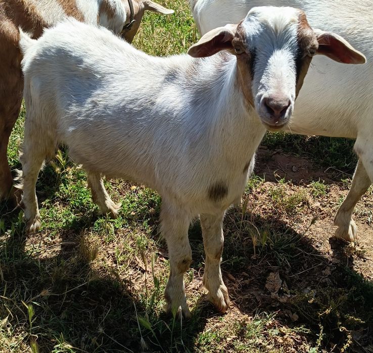 Cabrito - mocho - raça grande
