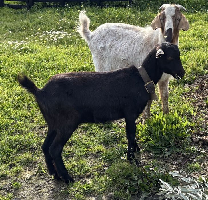 Chiba Murciana 8 meses