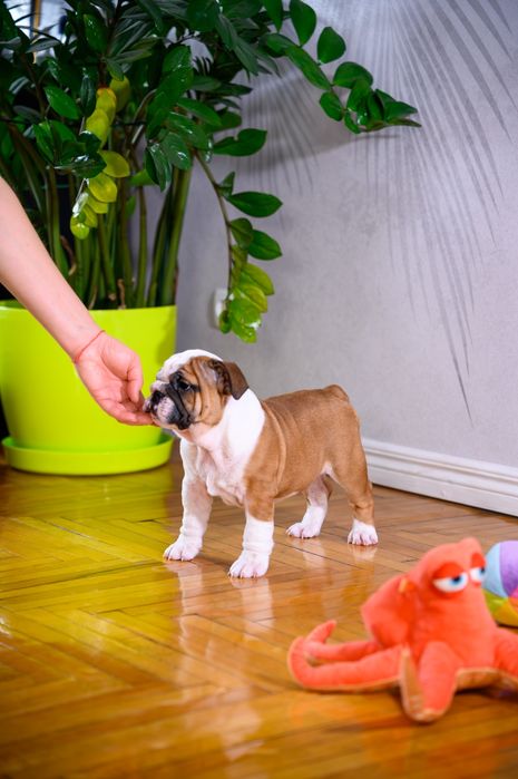 Чудові бульдожки