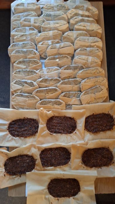 Żywokost korzeń świeżo zebrany