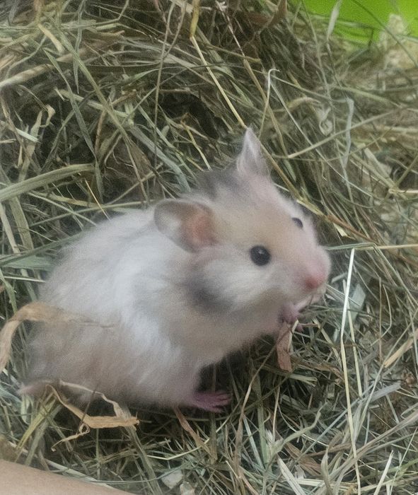 Chomiki syryjskie długowłose
