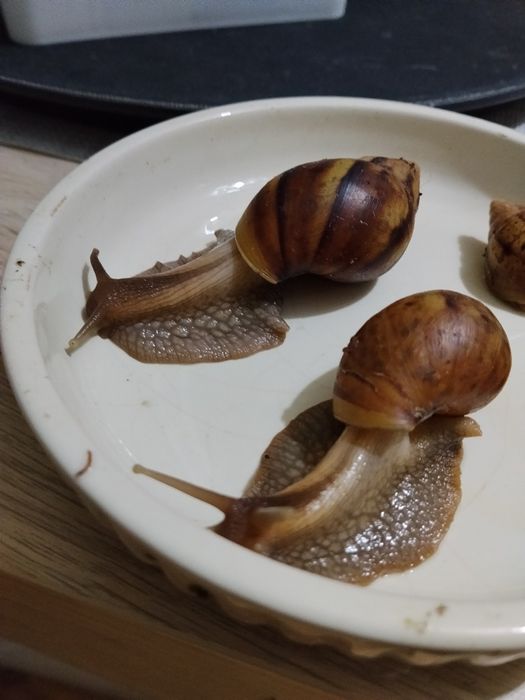 Oddam ślimaczki afrykańskie