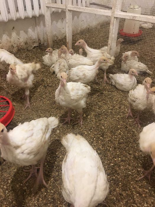 Індичата  добові