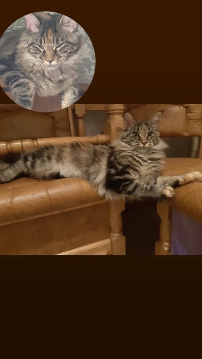 Продажа кошки добрая