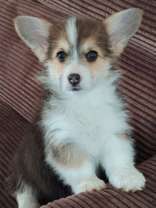 Welsh Corgi Pembroke (N/B)