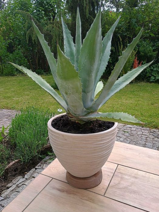 Agawa piękna, duża, zdrowa