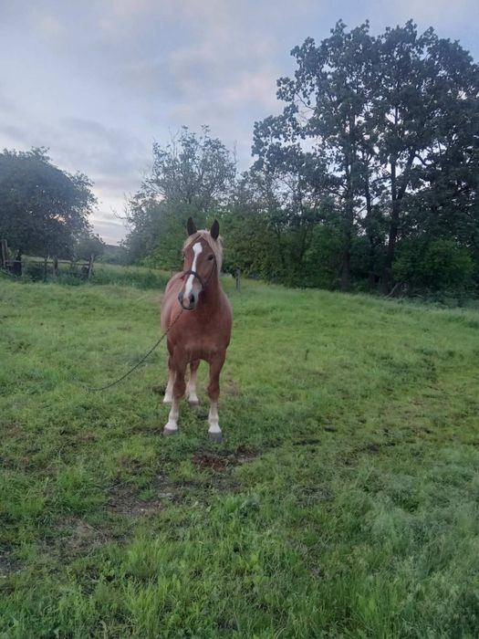 Кобила Майя 2 роки 3міс