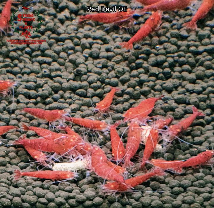 Krewetki Caridina Red Devil OE Orange Eyes ZAMIANA GRATIS PROMOCJA