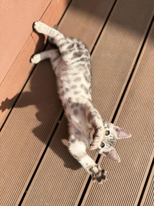 Бенгал  Silver Girl