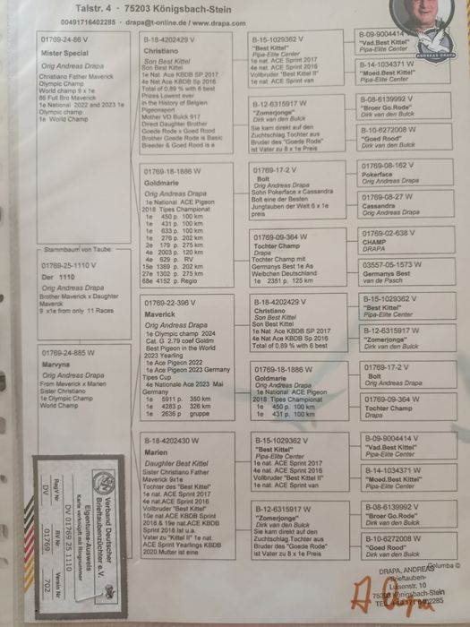 Gołąb pocztowy Andreas Drapa