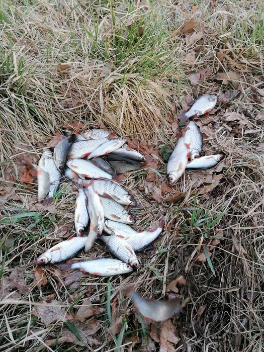 Płoć narybek  do stawu