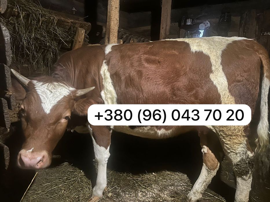 Теличка ялівка корова