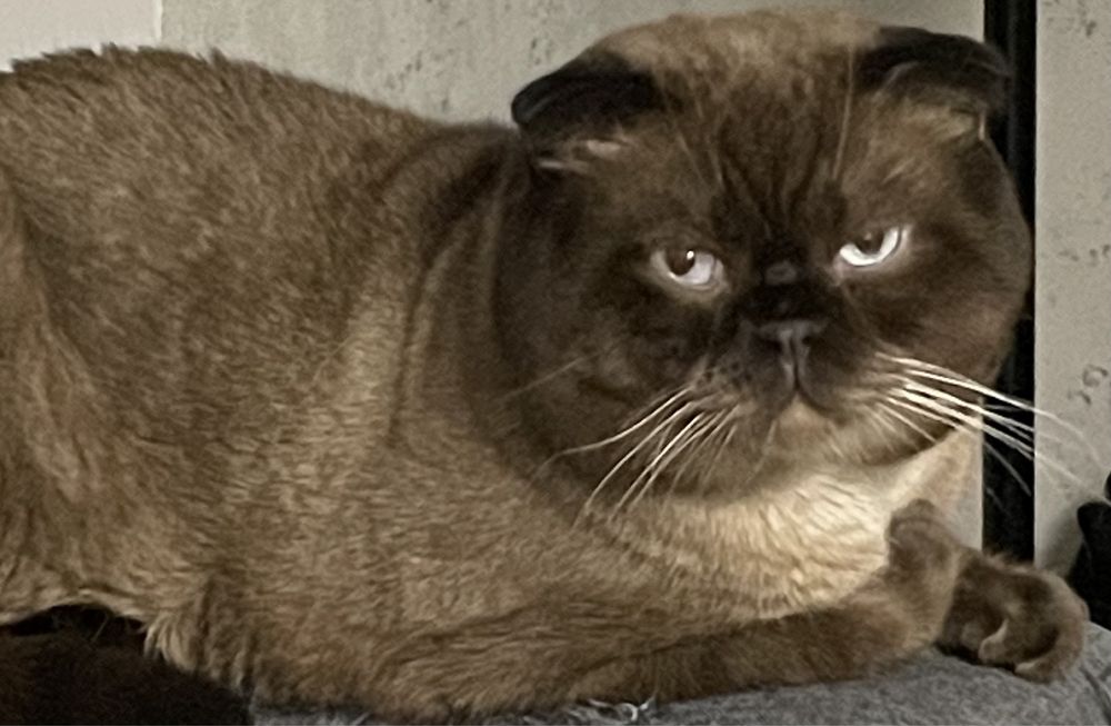 Вязка шотландца