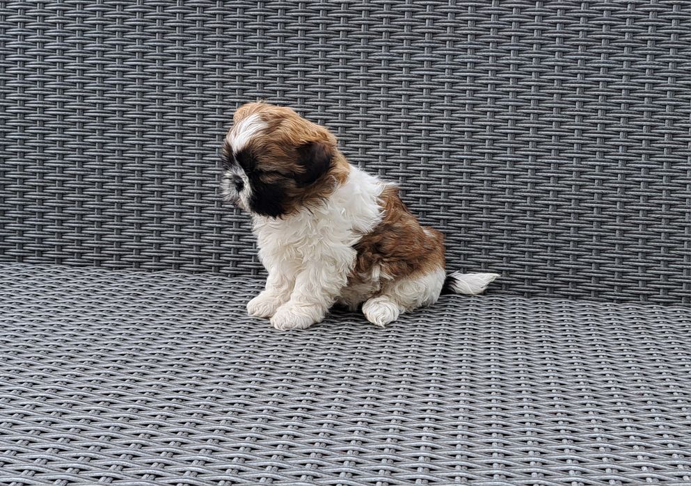Shih tzu   suczka  mała